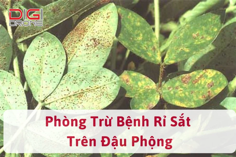 Nguyên Nhân Và Cách Phòng Trừ Bệnh Rỉ Sắt Trên Đậu Phộng