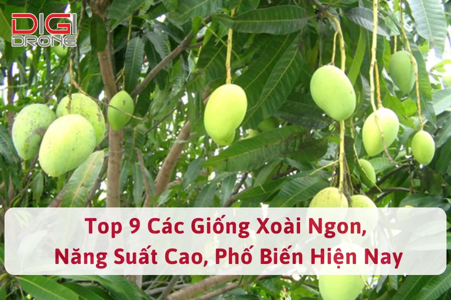 Top 9 các giống xoài ngon, năng suất cao, phố biến hiện nay