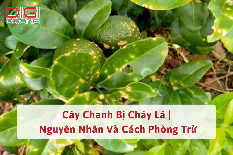 Cây Chanh Bị Cháy Lá | Nguyên Nhân Và Cách Phòng Trừ