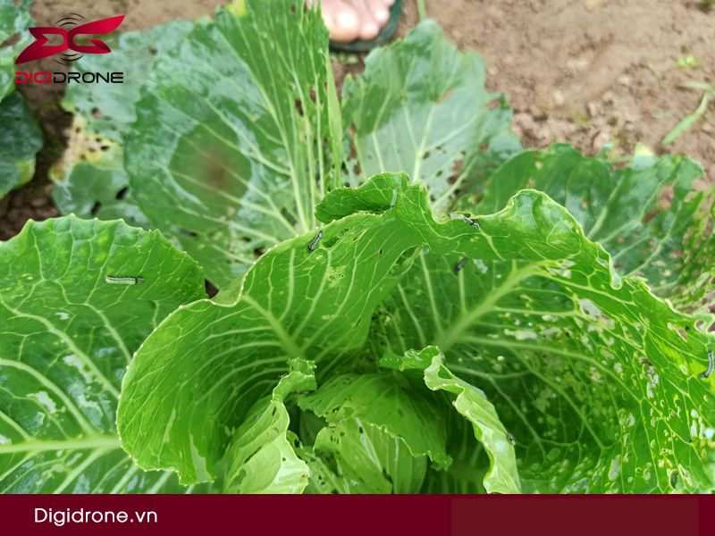 Sâu bệnh hại súp lơ & biện pháp phòng trừ