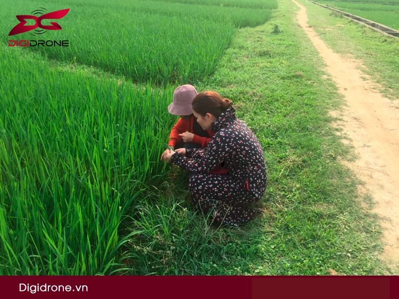 Phương pháp điều tra sâu bệnh hại cây trồng