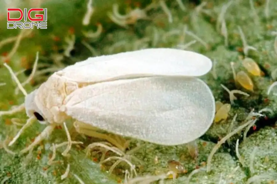 rầy phấn trắng
