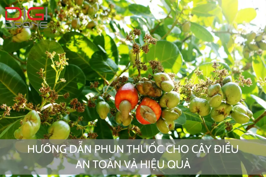 Hướng Dẫn Phun Thuốc Cho Cây Điều An Toàn Và Hiệu Quả