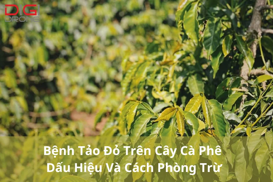 Bệnh Tảo Đỏ Trên Cây Cà Phê | Dấu Hiệu Và Cách Phòng Trừ