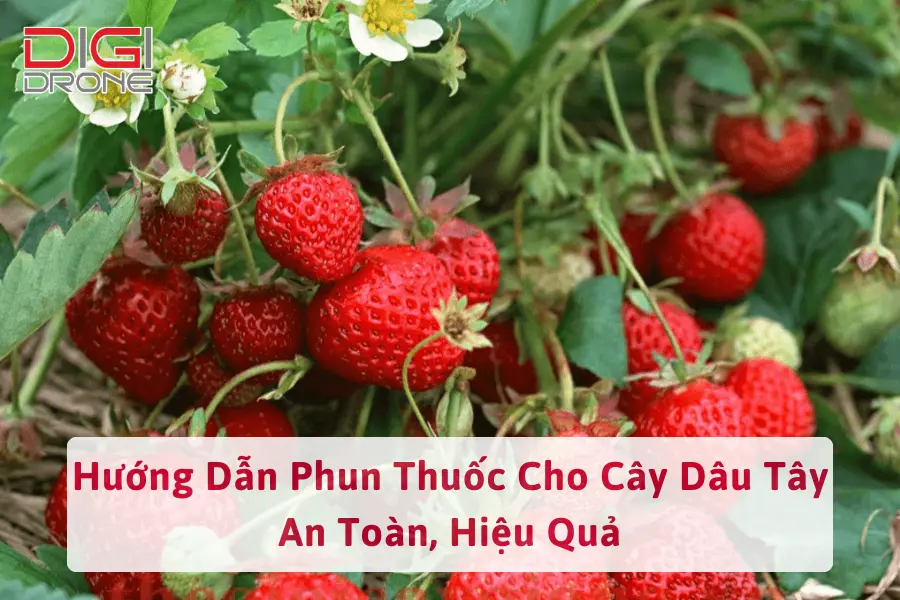 Hướng Dẫn Phun Thuốc Cho Cây Dâu Tây An Toàn, Hiệu Quả