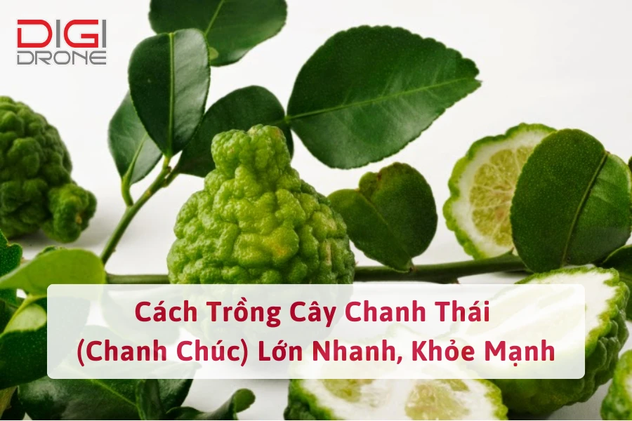 Cách Trồng Cây Chanh Thái (Chanh Chúc) Lớn Nhanh, Khỏe Mạnh