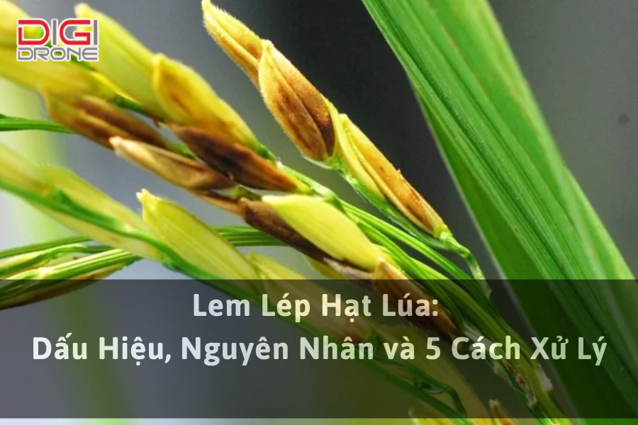 Lem Lép Hạt Lúa: Dấu Hiệu, Nguyên Nhân và 5 Cách Xử Lý