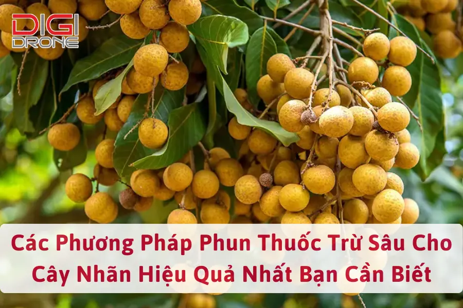 Các Phương Pháp Phun Thuốc Trừ Sâu Cho Cây Nhãn Hiệu Quả Nhất Bạn Cần Biết