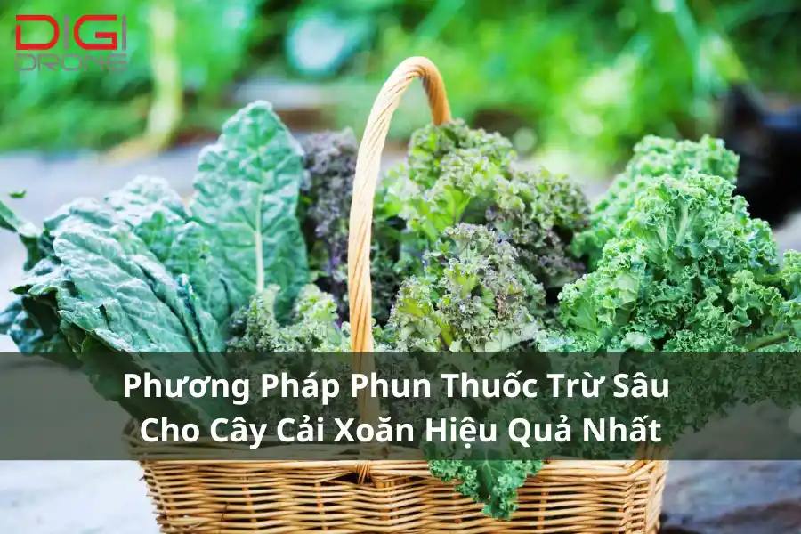 Phương Pháp Phun Thuốc Trừ Sâu Cho Cây Cải Xoăn Hiệu Quả Nhất