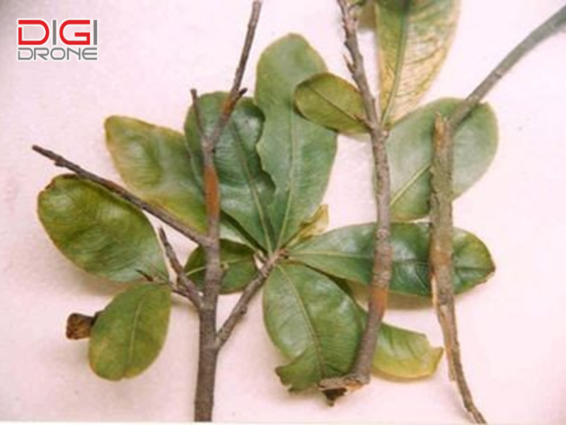 Cách điều trị bệnh nấm hồng khi cây đã nhiễm