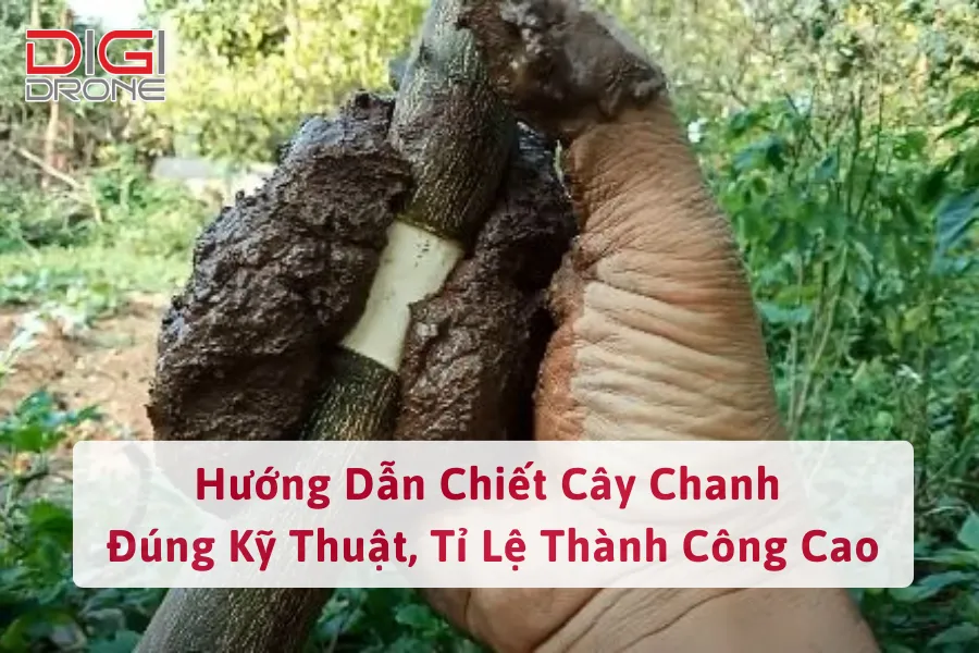 Hướng Dẫn Chiết Cây Chanh Đúng Kỹ Thuật, Tỉ Lệ Thành Công Cao