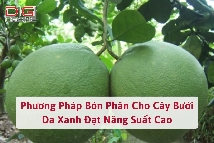 Phương Pháp Bón Phân Cho Cây Bưởi Da Xanh Đạt Năng Suất Cao