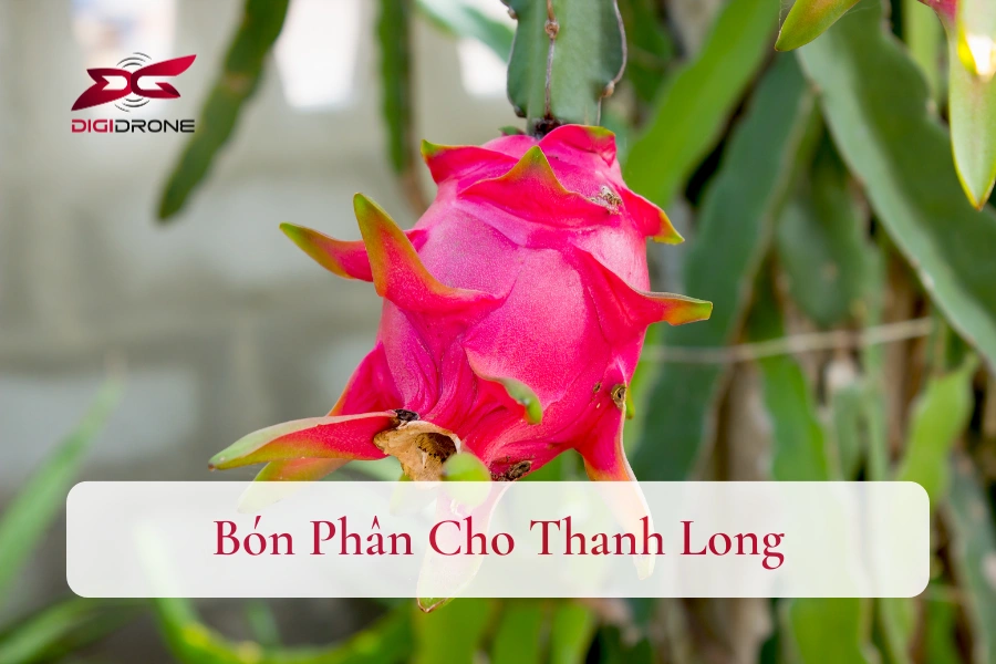Cách Bón Phân Cho Thanh Long Ra Nhiều Quả, Năng Suất Cao