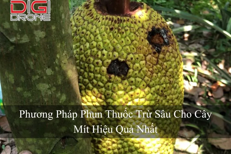 Phương Pháp Phun Thuốc Trừ Sâu Cho Cây Mít Hiệu Quả Nhất