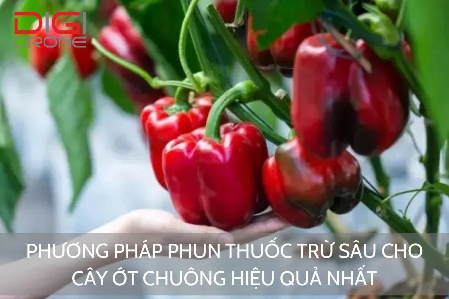 Phương Pháp Phun Thuốc Trừ Sâu Cho Cây Ớt Chuông Hiệu Quả Nhất