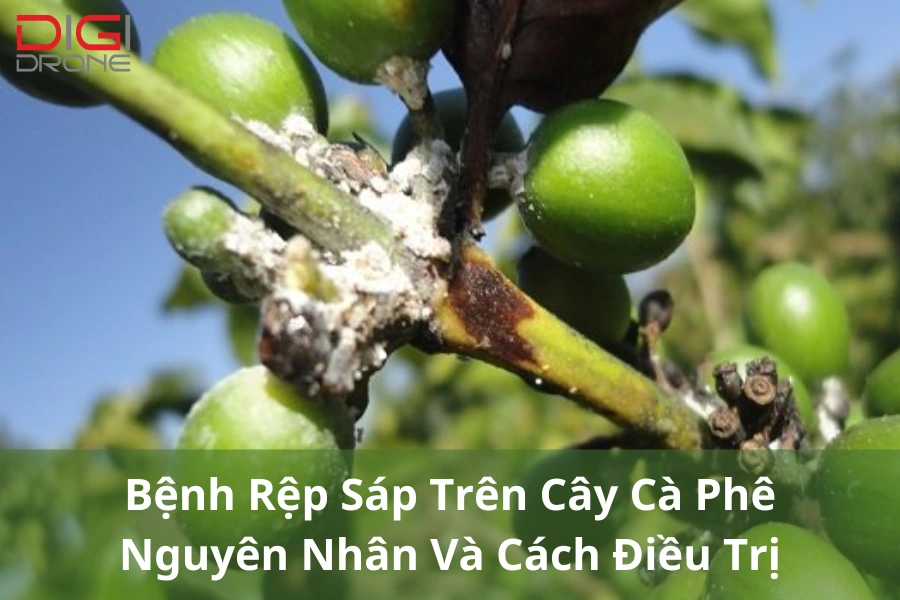 Bệnh Rệp Sáp Trên Cây Cà Phê | Nguyên Nhân Và Cách Điều Trị