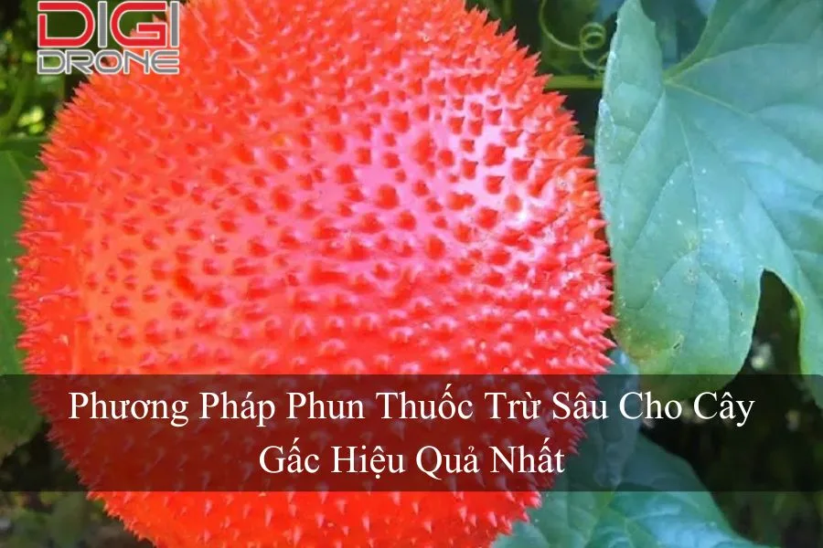 Phương Pháp Phun Thuốc Trừ Sâu Cho Cây Gấc Hiệu Quả Nhất