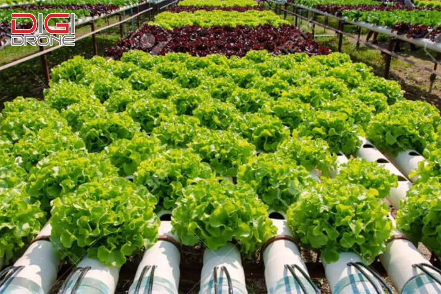 Chăm sóc và quản lý hệ thống thủy canh hiệu quả Chăm sóc và quản lý hệ thống thủy canh hiệu quả