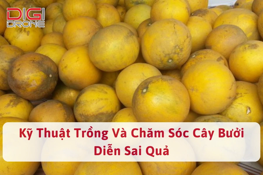 Kỹ Thuật Trồng Và Chăm Sóc Cây Bưởi Diễn Sai Quả