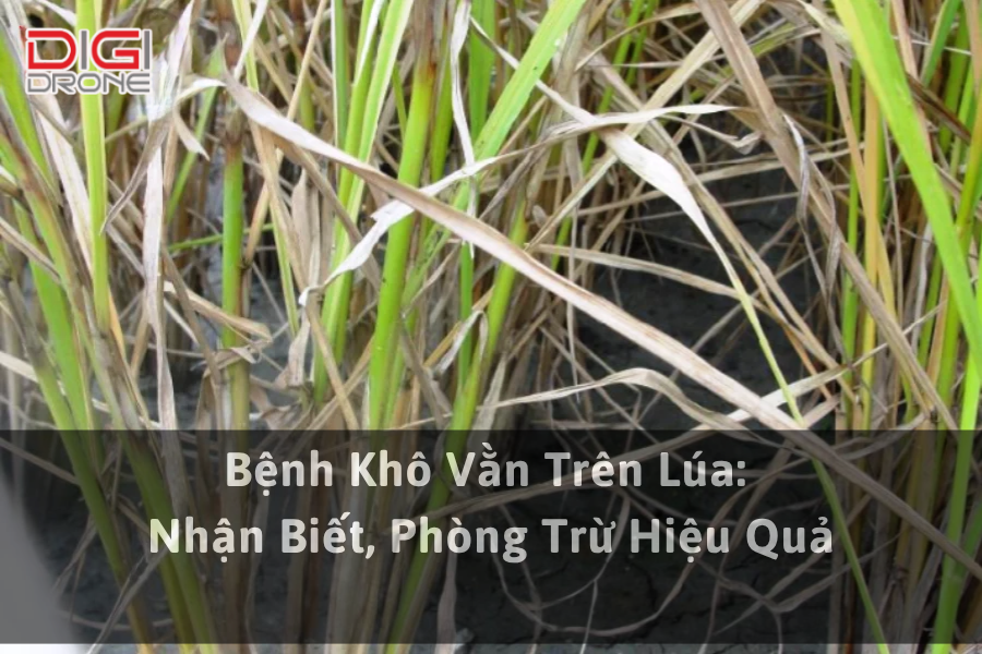 Bệnh Khô Vằn Trên Lúa: Nhận Biết, Phòng Trừ Hiệu Quả