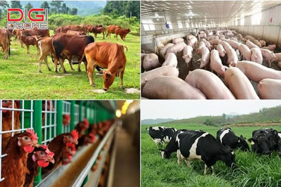 Ứng dụng công nghệ cao trong các loại hình chăn nuôi phổ biến Ứng dụng công nghệ cao trong các loại hình chăn nuôi phổ biến