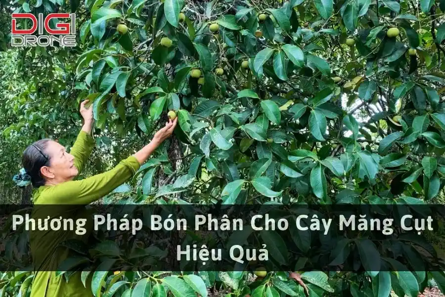 Phương Pháp Bón Phân Cho Cây Măng Cụt Hiệu Quả