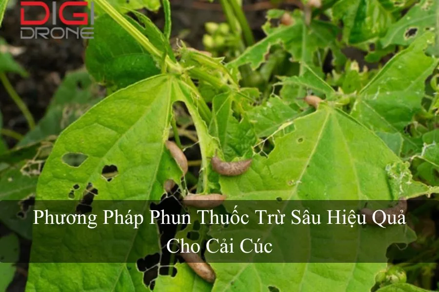 Phương Pháp Phun Thuốc Trừ Sâu Hiệu Quả Cho Cải Cúc