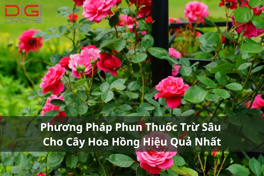 Phương Pháp Phun Thuốc Trừ Sâu Cho Cây Hoa Hồng Hiệu Quả Nhất