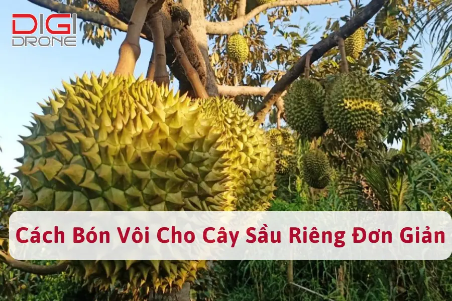 Hướng Dẫn Cách Bón Vôi Cho Sầu Riêng Đơn Giản, Hiệu Quả