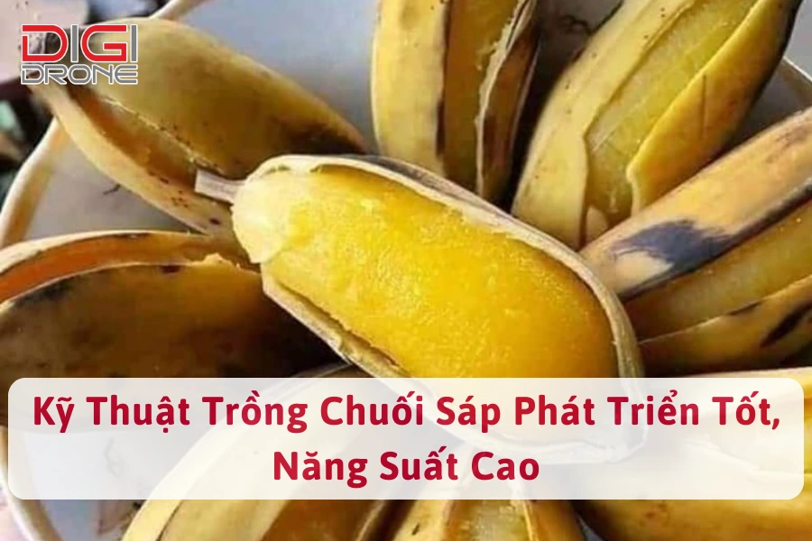 Kỹ Thuật Trồng Chuối Sáp Phát Triển Tốt, Năng Suất Cao