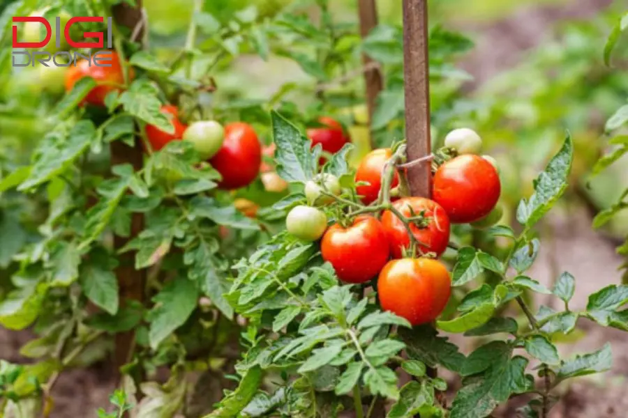 phun thuốc cho cây cà chua phun thuốc cho cây cà chua