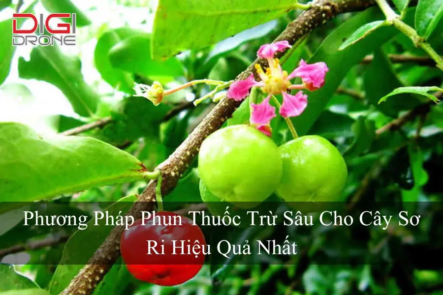 Phương Pháp Phun Thuốc Trừ Sâu Cho Cây Sơ Ri Hiệu Quả Nhất