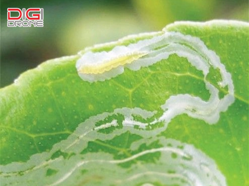 5 cách diệt sâu vẽ bùa hiệu quả nhất