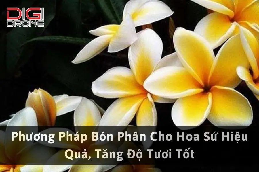 Phương Pháp Bón Phân Cho Hoa Sứ Hiệu Quả, Tăng Độ Tươi Tốt