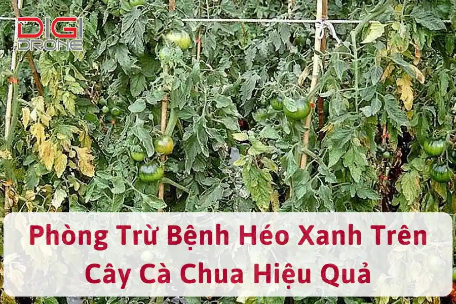 Phòng Trừ Bệnh Héo Xanh Trên Cây Cà Chua Hiệu Quả, Tiết Kiệm