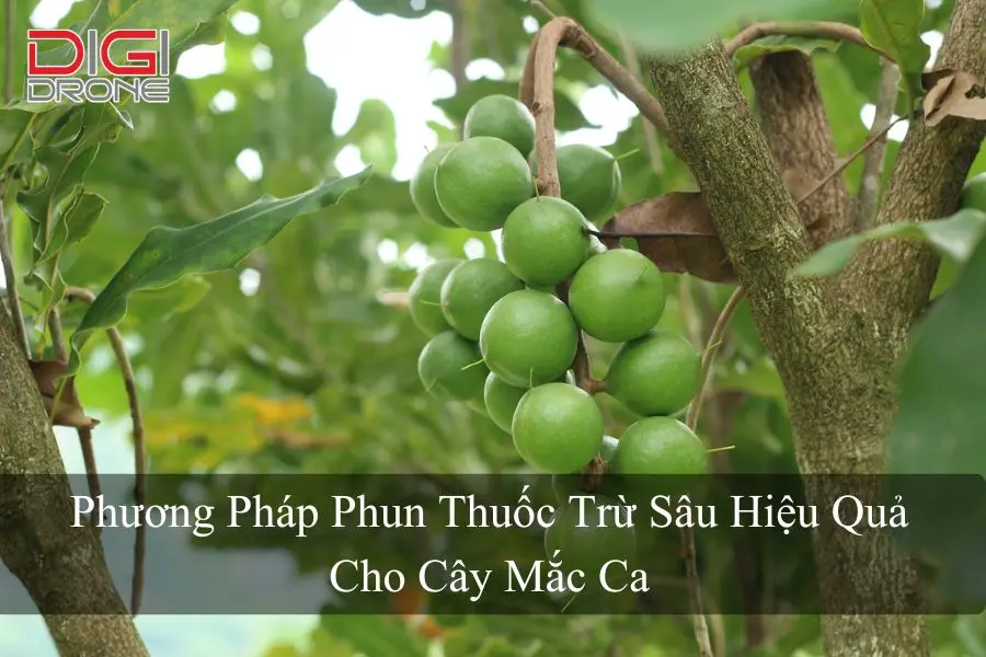 Phương Pháp Phun Thuốc Trừ Sâu Hiệu Quả Cho Cây Mắc Ca