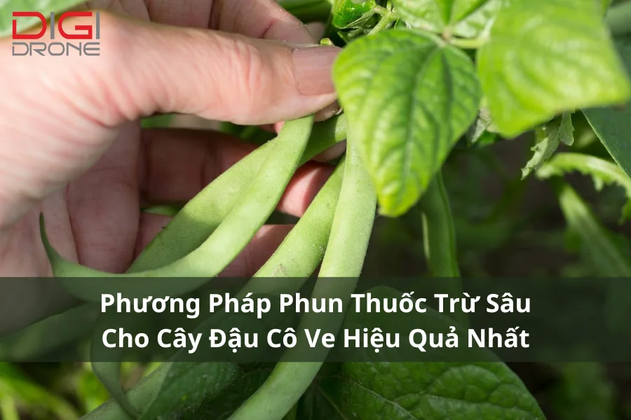 Phương Pháp Phun Thuốc Trừ Sâu Cho Cây Đậu Cô Ve Hiệu Quả Nhất