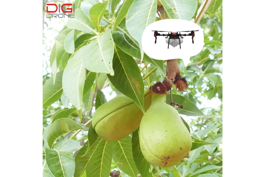 Kỹ thuật phun thuốc trừ sâu bằng drone