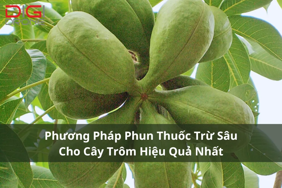 Phương Pháp Phun Thuốc Trừ Sâu Cho Cây Trôm Hiệu Quả Nhất