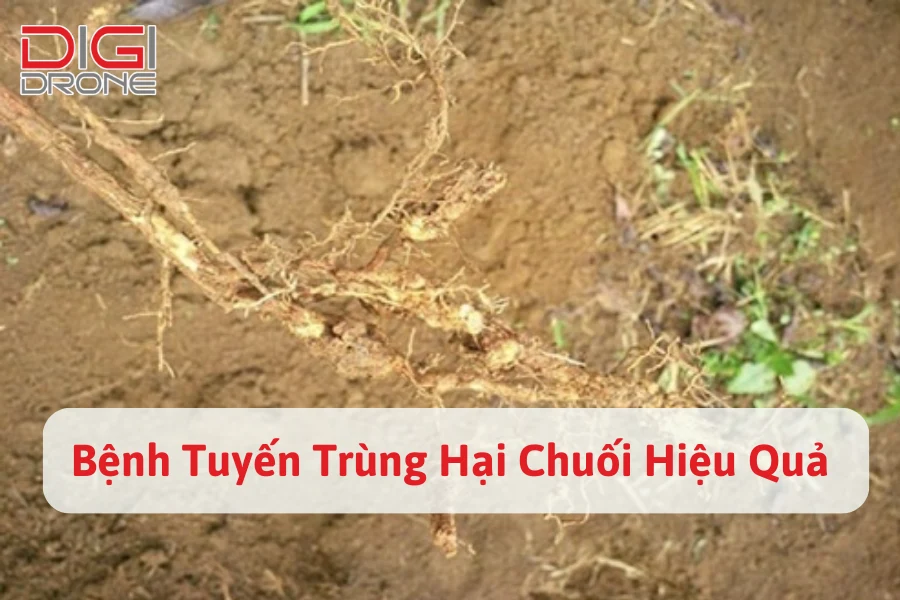 Cách Phòng Trừ Bệnh Tuyến Trùng Hại Chuối Hiệu Quả