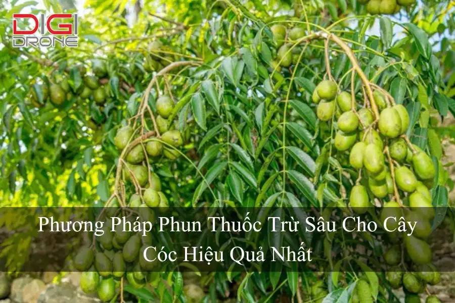 Phương Pháp Phun Thuốc Trừ Sâu Cho Cây Cóc Hiệu Quả Nhất