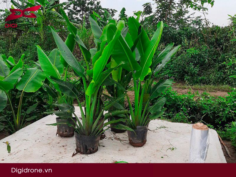 Chuối cảnh mini: kỹ thuật trồng & chăm sóc hiệu quả