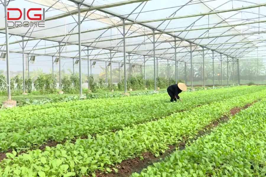 ứng dụng công nghệ cao trong sản xuất nông nghiệp ứng dụng công nghệ cao trong sản xuất nông nghiệp