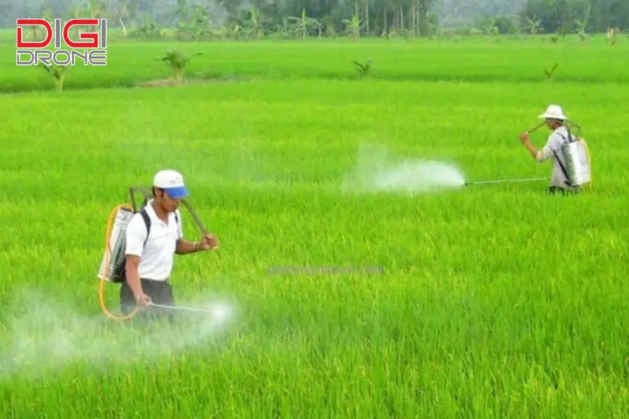 phương pháp phun thuốc trừ sâu cho cây đậu phộng