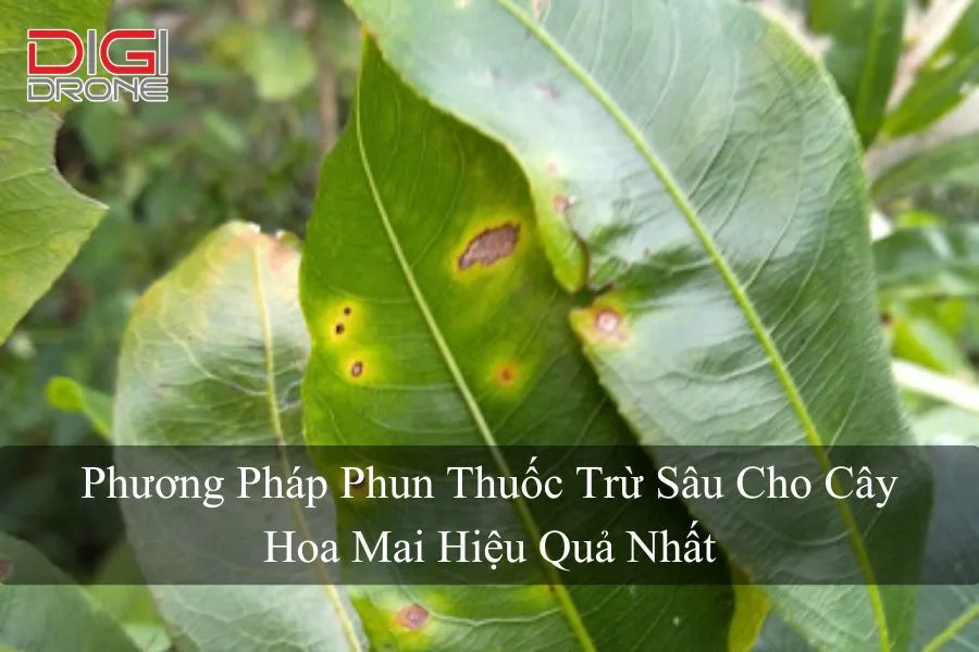 Phương Pháp Phun Thuốc Trừ Sâu Cho Cây Hoa Mai Hiệu Quả Nhất