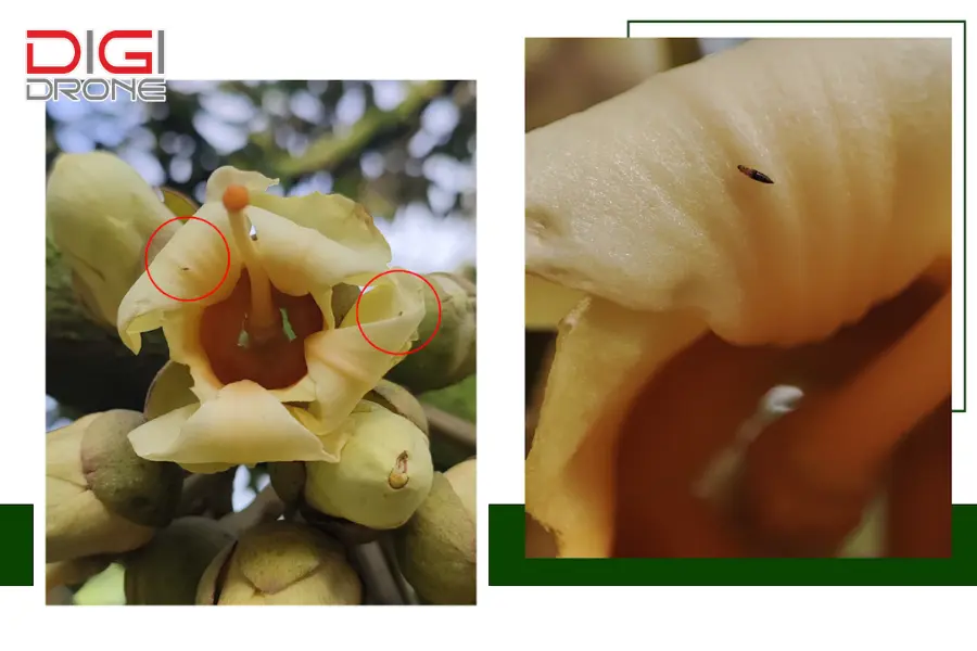 Tác hại của bọ trĩ đối với cây trồng Tác hại của bọ trĩ đối với cây trồng