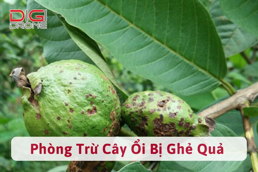 Cây Ổi Bị Ghẻ Quả | Nguyên Nhân Và Cách Phòng Trừ Tốt Nhất