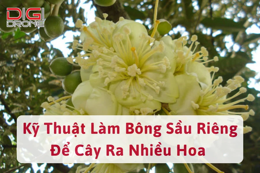 Kỹ Thuật Làm Bông Sầu Riêng Để Cây Ra Nhiều Hoa, Sai Quả