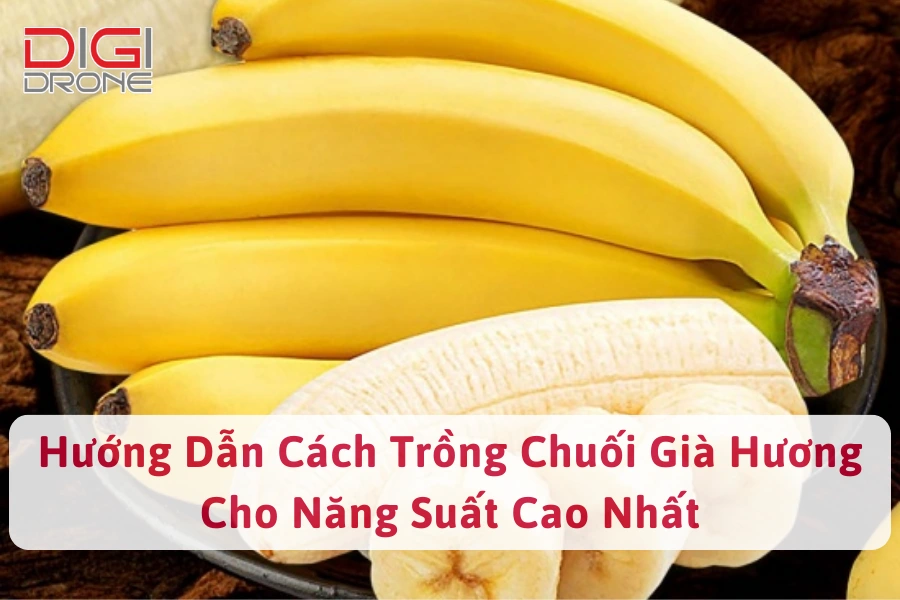 Hướng Dẫn Cách Trồng Chuối Già Hương Cho Năng Suất Cao Nhất