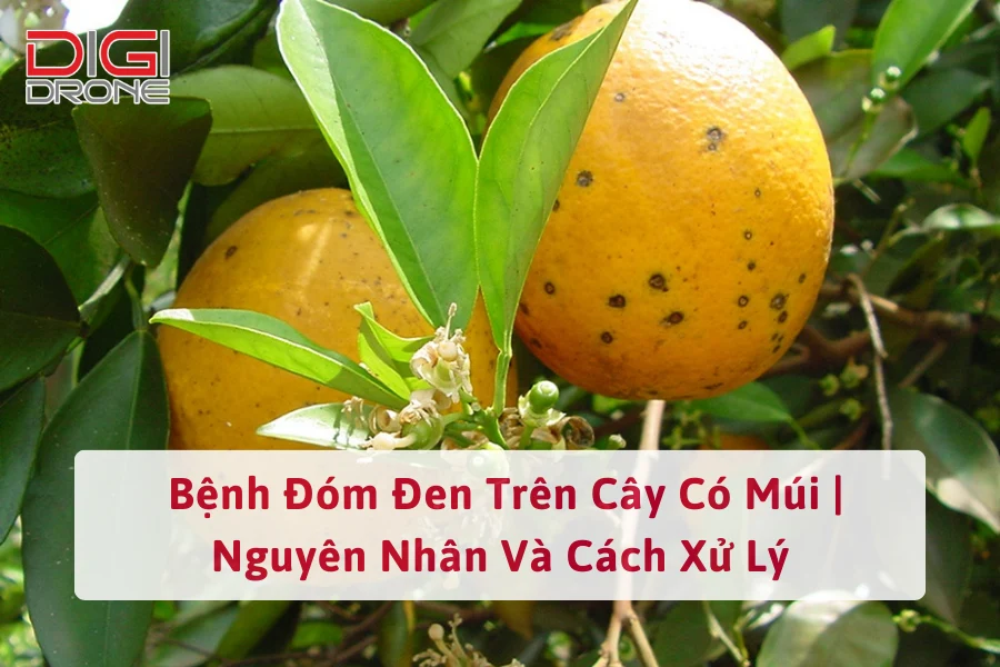 Bệnh Đóm Đen Trên Cây Có Múi | Nguyên Nhân Và Cách Xử Lý